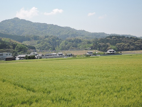 koinobori (1).jpg