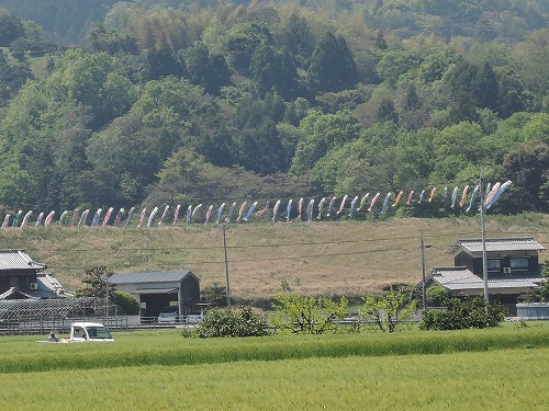 koinobori (2).jpg