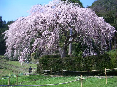 sakura180461.jpg