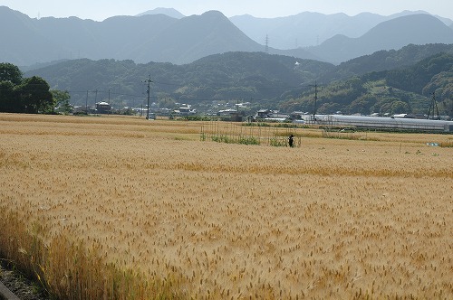 はだかむぎ