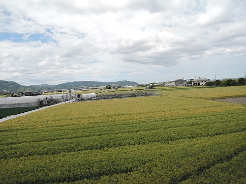 風薫る田園風景